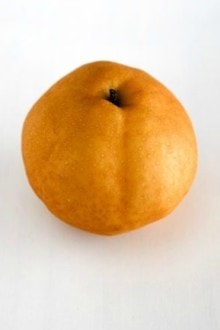 Korean Pear | MyKoreanKitchen.com