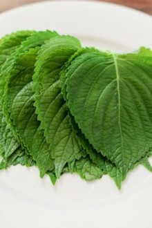 Essential Korean Cooking Ingredients: Korean perilla leaves | MyKoreanKitchen.com
