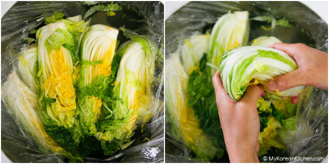 Checking pickled cabbage for kimchi